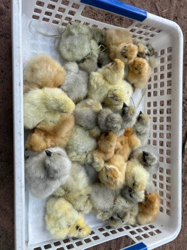 Silkie Chicks - Image 2