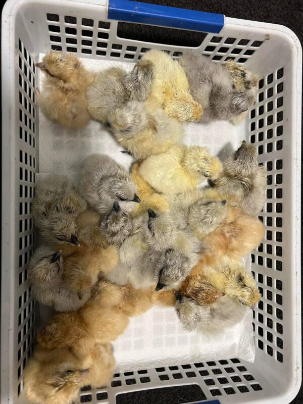 Silkie Chicks - Image 3