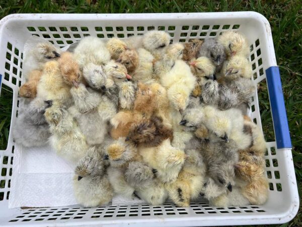 Silkie Chicks