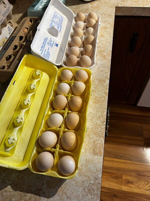 Hatching Eggs