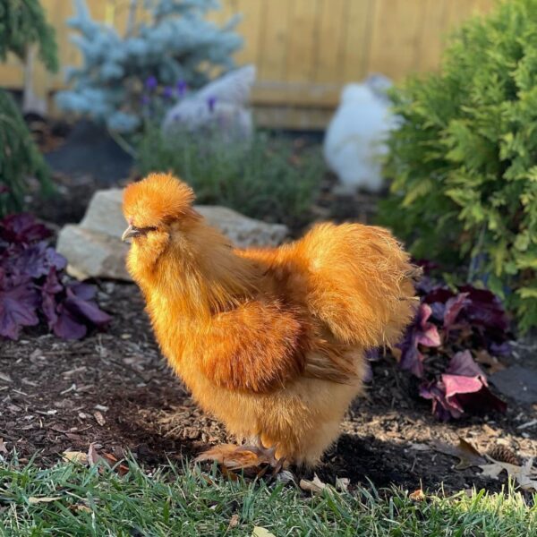 Buff Hen