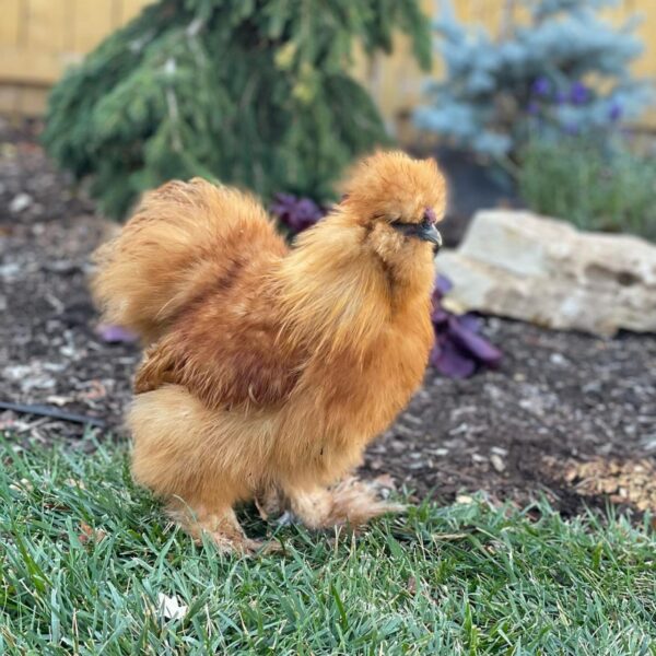 Buff Rooster