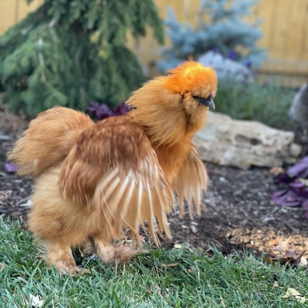 Buff Rooster - Image 2