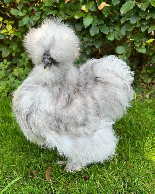 Splash Rooster - Image 2