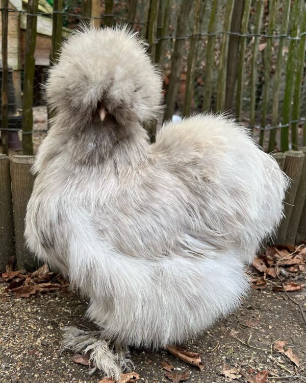 Splash Hen - Image 2