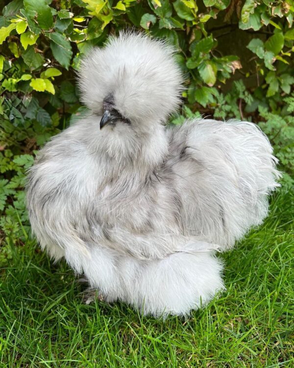 Splash Rooster