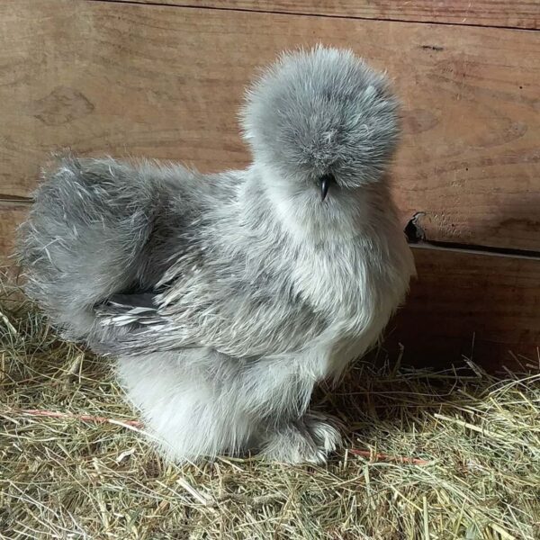 Gray Hen