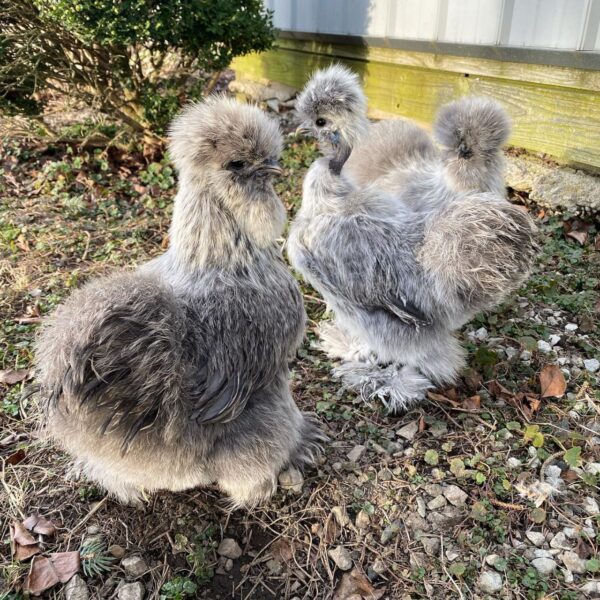 Gray Hen - Image 2