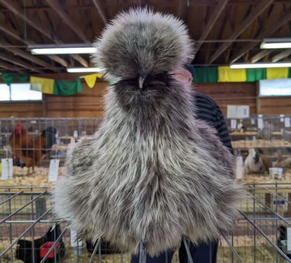 Gray Hen