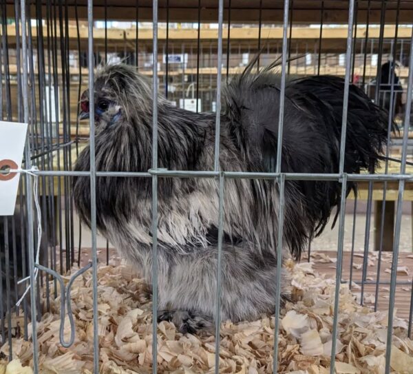 Gray Rooster