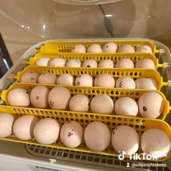 Hatching Eggs - Image 2