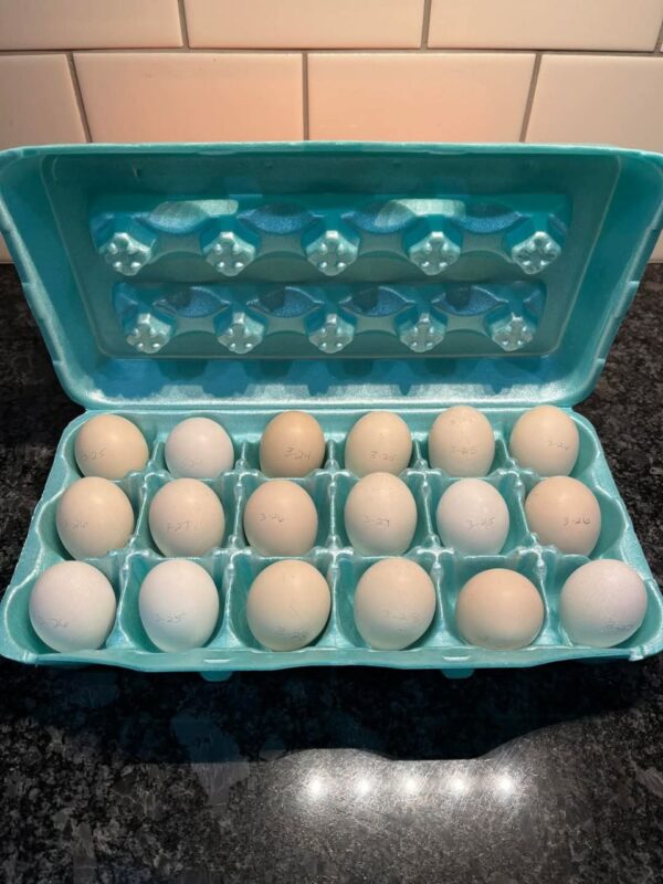 Hatching Eggs