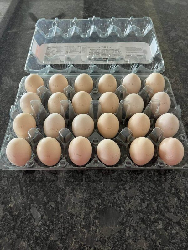 Hatching Eggs - Image 2