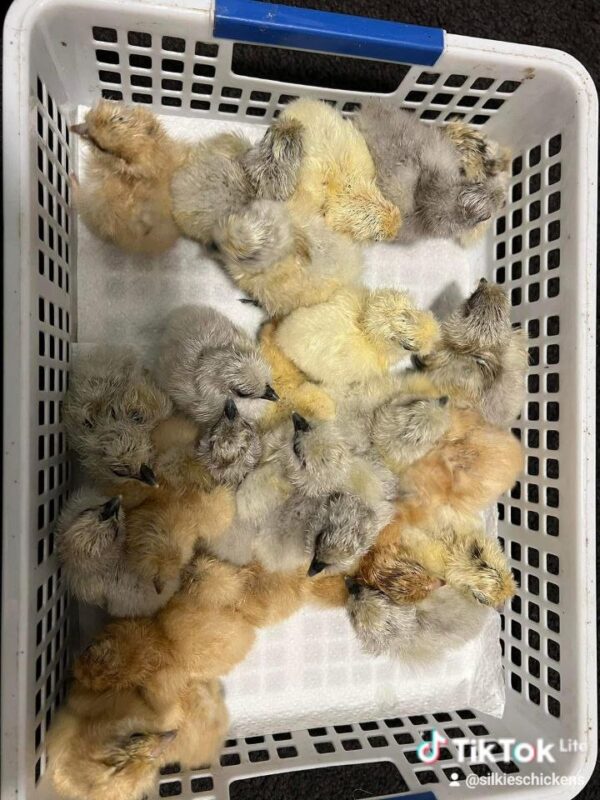 Silkie Chicks - Image 4